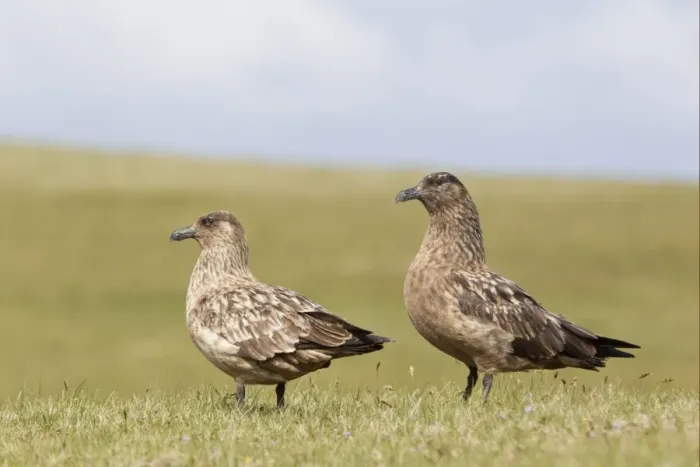 Framed Print : Great Skua (Stercorarius skua) adult pair, standing on grassy ridge, Shetland Islands, Scotland, june Framed Print : Great Skua (Stercorarius skua) adult pair, standing on grassy ridge, Shetland Islands, Scotland, june