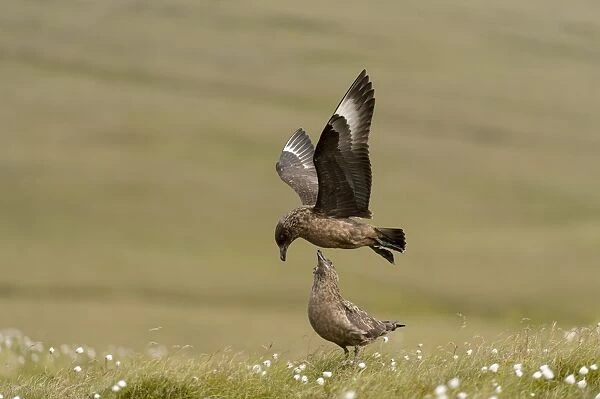 Great Skua (Stercorarius skua) adult pair, in flight and standing on coastal moorland, Unst, Shetland Islands