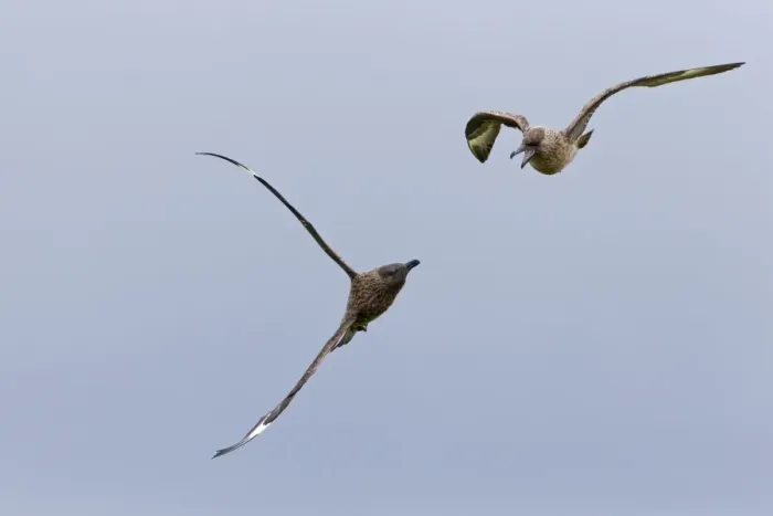 Framed Print : Great Skua (Stercorarius skua) two adults, in flight, fighting, Shetland Islands, Scotland, June Framed Print : Great Skua (Stercorarius skua) two adults, in flight, fighting, Shetland Islands, Scotland, June