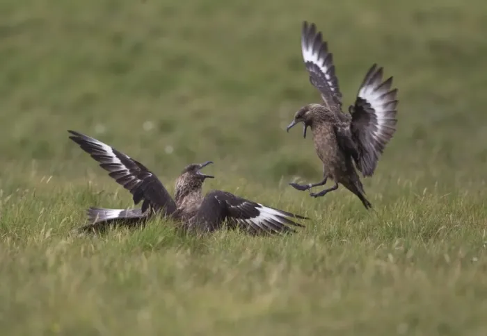 Framed Print : Great Skua (Stercorarius skua) three adults, fighting, Shetland Islands, Scotland, june Framed Print : Great Skua (Stercorarius skua) three adults, fighting, Shetland Islands, Scotland, june