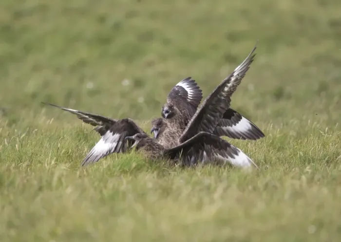Framed Print : Great Skua (Stercorarius skua) three adults, fighting, Shetland Islands, Scotland, june Framed Print : Great Skua (Stercorarius skua) three adults, fighting, Shetland Islands, Scotland, june