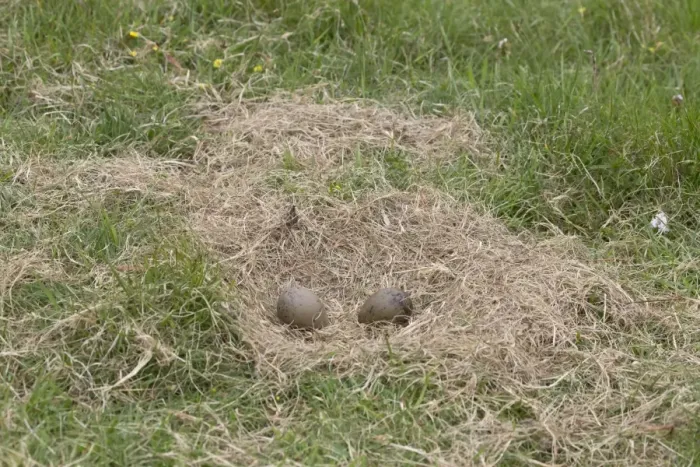 Framed Print : Great Skua (Stercorarius skua) two eggs in nest, Shetland Islands, Scotland, June Framed Print : Great Skua (Stercorarius skua) two eggs in nest, Shetland Islands, Scotland, June