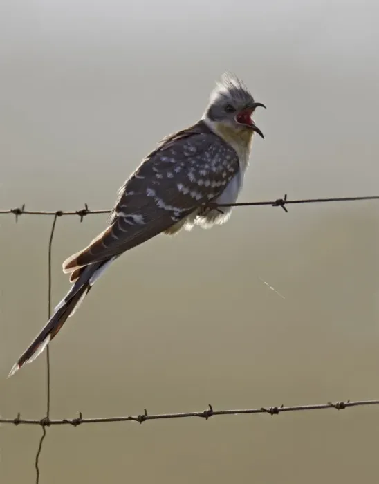 Framed Print : Great Spotted Cuckoo (Clamator glandarius) adult, with beak open, perched on barbed wire fence, Extremadura, Spain, april Framed Print : Great Spotted Cuckoo (Clamator glandarius) adult, with beak open, perched on barbed wire fence, Extremadura, Spain, april