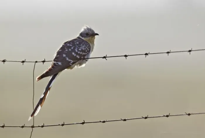 Framed Print : Great Spotted Cuckoo (Clamator glandarius) adult, perched on barbed wire fence, Extremadura, Spain, april Framed Print : Great Spotted Cuckoo (Clamator glandarius) adult, perched on barbed wire fence, Extremadura, Spain, april