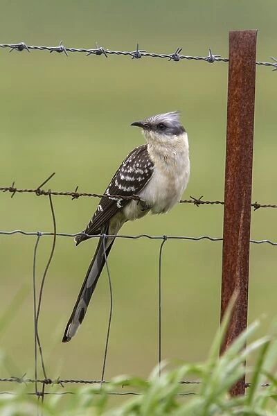 Great Spotted Cuckoo Extremadura Spain