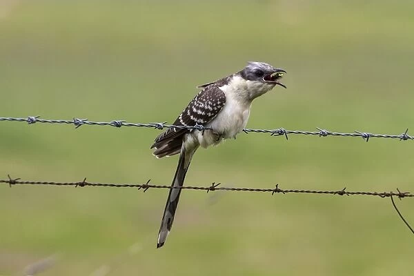 Great Spotted Cuckoo with an hairy caterpillar, Extremadura Spain