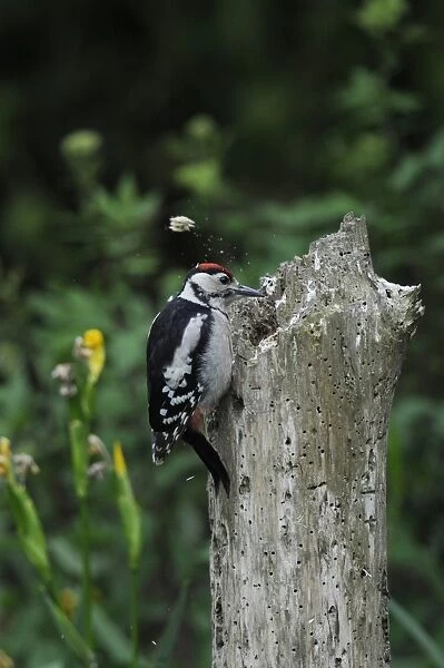 Great Spotted Woodpecker (Dendrocopos major) juvenile, feeding on rotten stump, Norfolk, England, June