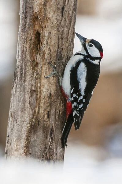 Great Spotted Woodpecker (Dendrocopos major) adult male, foraging on dead tree trunk in snow, Bialowieza N. P