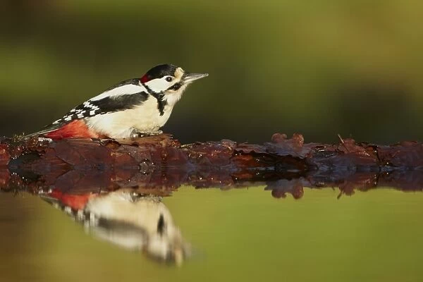 Great Spotted Woodpecker (Dendrocopos major) adult male, standing at edge of woodland pool with reflection