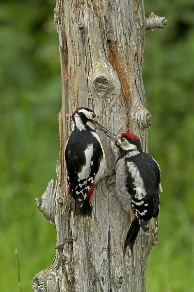 Great Spotted Woodpecker (Dendrocopos major) adult male feeding juvenile, clinging to dead tree trunk, England, June