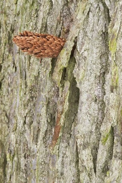 Great Spotted Woodpecker (Dendrocopos major) wedged conifer cone in tree trunk, Bialowieza N. P