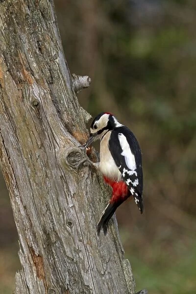 Great Spotted Woodpecker (Dendrocopos major) adult male, feeding, cracking open wedged hazel nut in dead tree trunk