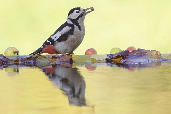 Great Spotted Woodpecker (Dendrocopos major) adult female, feeding on peanut, standing at edge of pool with reflection