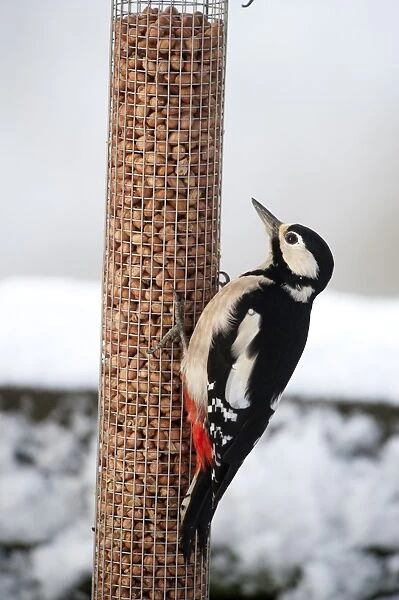 Great Spotted Woodpecker (Dendrocopos major) adult female, feeding on peanuts at hanging birdfeeder in snow covered