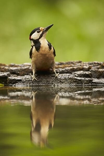 Great Spotted Woodpecker (Dendrocopos major) adult male, standing at edge of woodland pool with reflection, Hungary