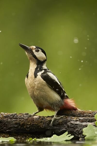Great Spotted Woodpecker (Dendrocopos major) adult female, drinking at woodland pool, Hungary, May