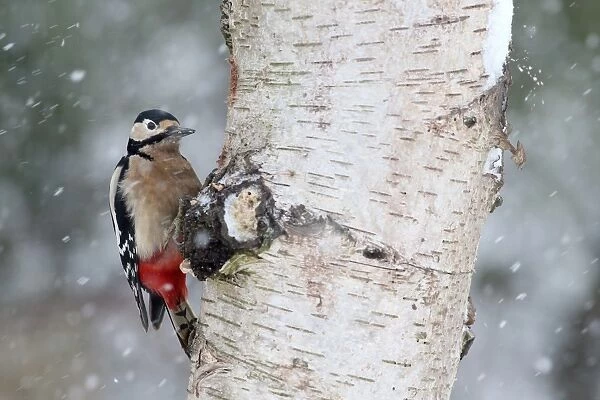 Great Spotted Woodpecker (Dendrocopos major) adult female, clinging to Silver Birch (Betula pendula)