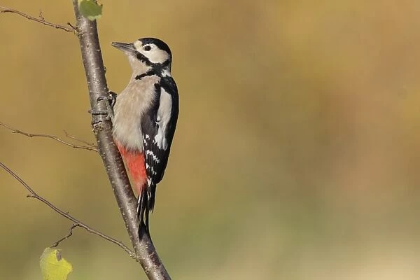 Great Spotted Woodpecker (Dendrocopos major) adult female, foraging on Common Hazel (Corylus avellana) branch