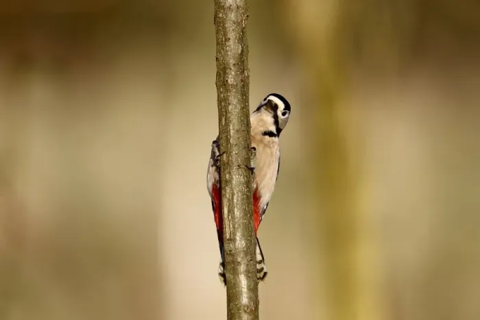 Framed Print : Great Spotted Woodpecker (Dendrocopos major) adult female, clinging to branch, Warwickshire, England, January Framed Print : Great Spotted Woodpecker (Dendrocopos major) adult female, clinging to branch, Warwickshire, England, January