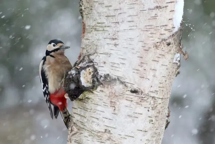Framed Print : Great Spotted Woodpecker (Dendrocopos major) adult female, clinging to Silver Birch (Betula pendula) Framed Print : Great Spotted Woodpecker (Dendrocopos major) adult female, clinging to Silver Birch (Betula pendula)