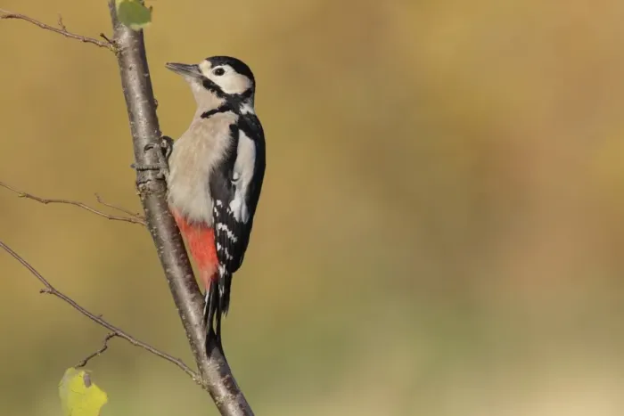 Framed Print : Great Spotted Woodpecker (Dendrocopos major) adult female, foraging on Common Hazel (Corylus avellana) branch Framed Print : Great Spotted Woodpecker (Dendrocopos major) adult female, foraging on Common Hazel (Corylus avellana) branch