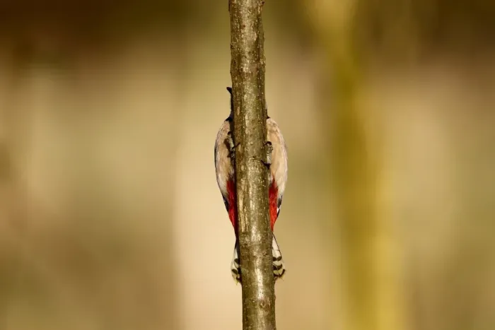Framed Print : Great Spotted Woodpecker (Dendrocopos major) adult female, clinging to branch, Warwickshire, England, January Framed Print : Great Spotted Woodpecker (Dendrocopos major) adult female, clinging to branch, Warwickshire, England, January