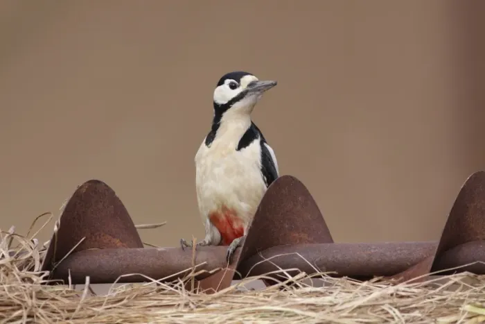 Framed Print : Great Spotted Woodpecker (Dendrocopos major) adult male, perched on rusty farm machinery, West Yorkshire, England Framed Print : Great Spotted Woodpecker (Dendrocopos major) adult male, perched on rusty farm machinery, West Yorkshire, England