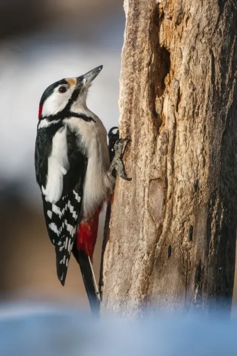 Framed Print : Great Spotted Woodpecker (Dendrocopos major) adult male, foraging on dead tree trunk in snow, Bialowieza N. P Framed Print : Great Spotted Woodpecker (Dendrocopos major) adult male, foraging on dead tree trunk in snow, Bialowieza N. P
