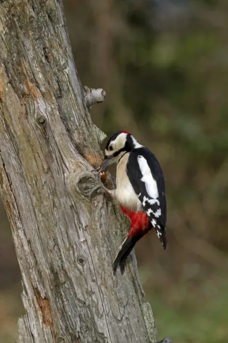 Framed Print : Great Spotted Woodpecker (Dendrocopos major) adult male, feeding, cracking open wedged hazel nut in dead tree trunk Framed Print : Great Spotted Woodpecker (Dendrocopos major) adult male, feeding, cracking open wedged hazel nut in dead tree trunk