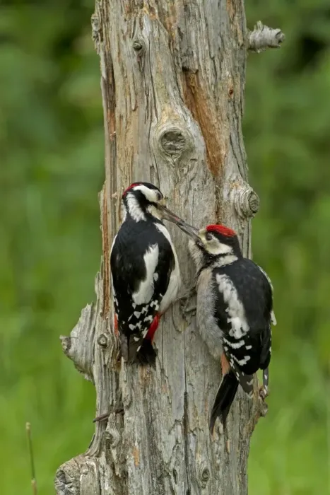 Framed Print : Great Spotted Woodpecker (Dendrocopos major) adult male feeding juvenile, clinging to dead tree trunk, England, June Framed Print : Great Spotted Woodpecker (Dendrocopos major) adult male feeding juvenile, clinging to dead tree trunk, England, June