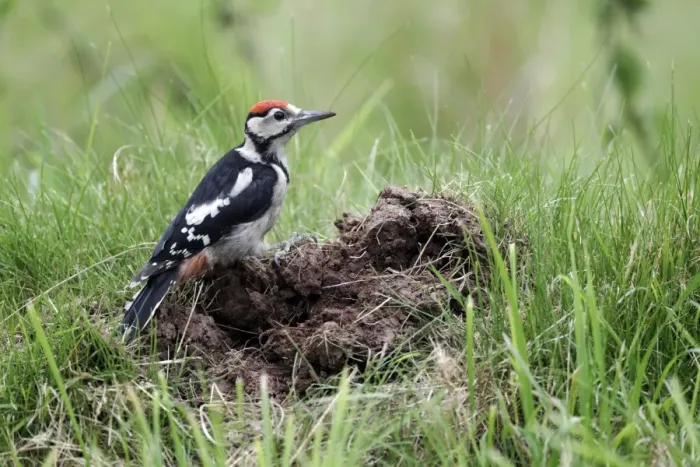 Framed Print : Great Spotted Woodpecker (Dendrocopos major) juvenile, feeding at ant nest, Warwickshire, England, July