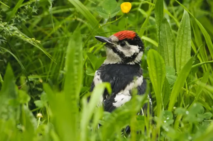 Framed Print : Great Spotted Woodpecker (Dendrocopos major) juvenile male, newly fledged Framed Print : Great Spotted Woodpecker (Dendrocopos major) juvenile male, newly fledged