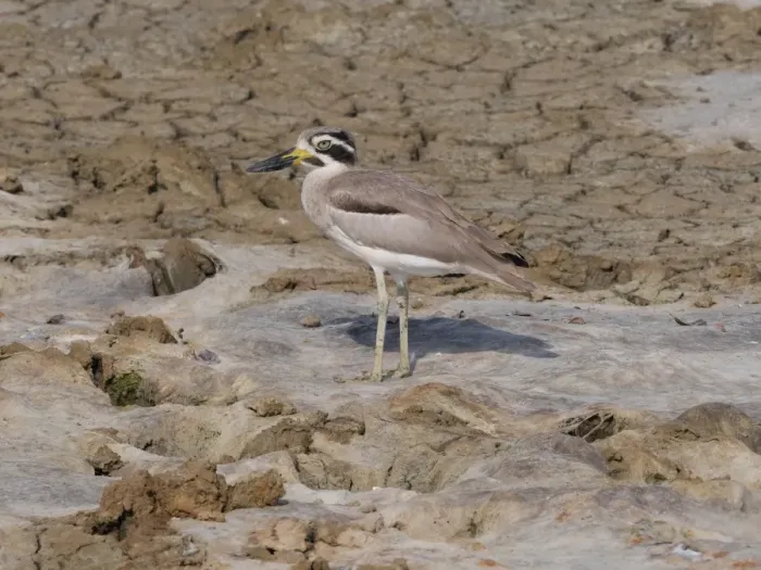 Framed Print : Great Thick-knee (Esacus recurvirostris) adult, standing on dry mud, Sri Lanka, February Framed Print : Great Thick-knee (Esacus recurvirostris) adult, standing on dry mud, Sri Lanka, February