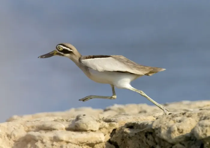 Framed Print : Great Thick-knee (Esacus recurvirostris) adult, running, Chambal River, Rajasthan, India, january Framed Print : Great Thick-knee (Esacus recurvirostris) adult, running, Chambal River, Rajasthan, India, january