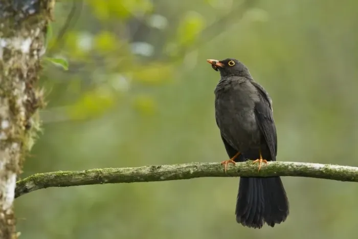 Framed Print : Great Thrush (Turdus fuscater) adult, with food in beak, perched on twig in montane rainforest, Andes, Ecuador