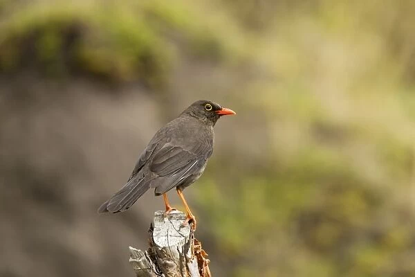 Great Thrush (Turdus fuscater) adult, perched on stump, Andes, Ecuador, November