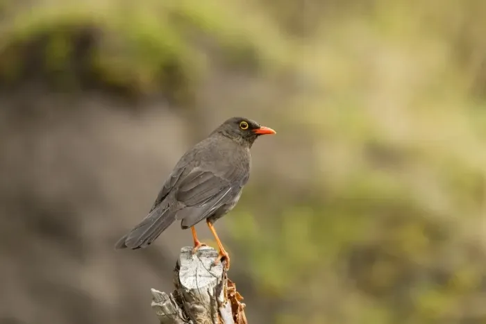 Framed Print : Great Thrush (Turdus fuscater) adult, perched on stump, Andes, Ecuador, November Framed Print : Great Thrush (Turdus fuscater) adult, perched on stump, Andes, Ecuador, November
