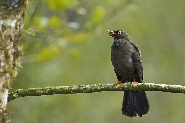 Great Thrush (Turdus fuscater) adult, with food in beak, perched on twig in montane rainforest, Andes, Ecuador