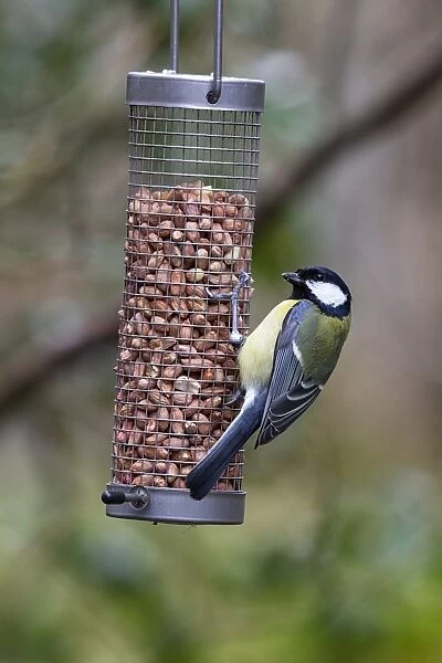 Great tit feeding on garden bird peanut feeder