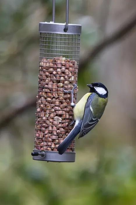 Framed Print : Great tit feeding on garden bird peanut feeder Framed Print : Great tit feeding on garden bird peanut feeder