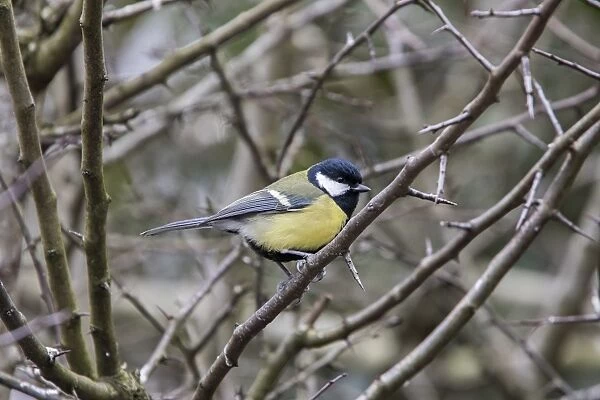 Great Tit in hawthorn hedge