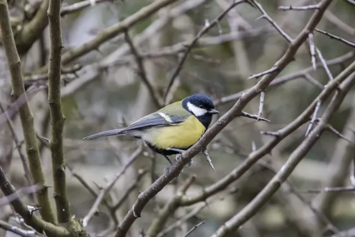 Framed Print : Great Tit in hawthorn hedge