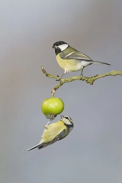 Great Tit (Parus major) adult, and Blue Tit (Parus caeruleus) adult, foraging for insects on crabapple fruit, Suffolk