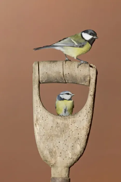 Framed Print : Great Tit (Parus major) adult, and Blue Tit (Parus caeruleus) adult, perched on garden spade handle, Suffolk, England