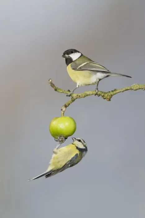 Framed Print : Great Tit (Parus major) adult, and Blue Tit (Parus caeruleus) adult, foraging for insects on crabapple fruit, Suffolk Framed Print : Great Tit (Parus major) adult, and Blue Tit (Parus caeruleus) adult, foraging for insects on crabapple fruit, Suffolk