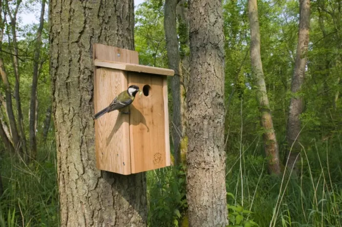 Framed Print : Great Tit (Parus major) adult, with caterpillar in beak, returning to nestbox in woodland habitat, Norfolk, England, may Framed Print : Great Tit (Parus major) adult, with caterpillar in beak, returning to nestbox in woodland habitat, Norfolk, England, may