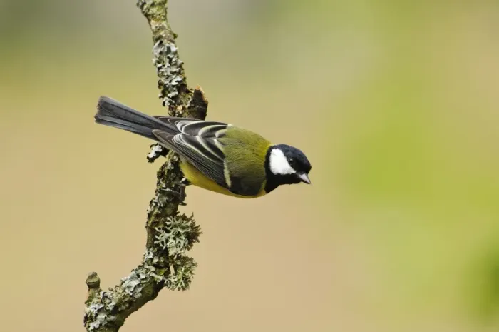 Framed Print : Great Tit (Parus major) adult, clinging to lichen covered twig, Gilfach Farm Nature Reserve, near Rhayader, Powys Framed Print : Great Tit (Parus major) adult, clinging to lichen covered twig, Gilfach Farm Nature Reserve, near Rhayader, Powys