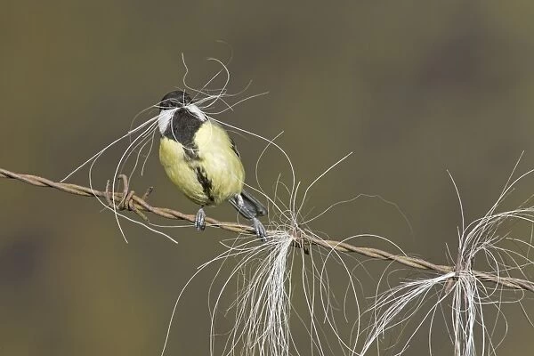 Great Tit (Parus major) adult, collecting horse hair for nesting material, perched on barbed wire, Suffolk, England