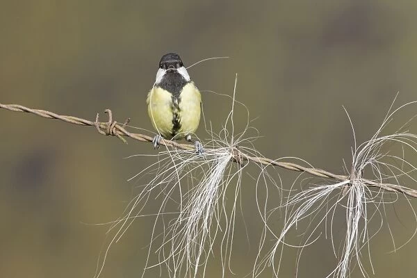 Great Tit (Parus major) adult, collecting horse hair for nesting material, perched on barbed wire, Suffolk, England