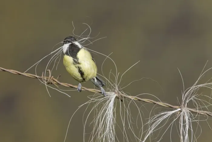 Framed Print : Great Tit (Parus major) adult, collecting horse hair for nesting material, perched on barbed wire, Suffolk, England Framed Print : Great Tit (Parus major) adult, collecting horse hair for nesting material, perched on barbed wire, Suffolk, England